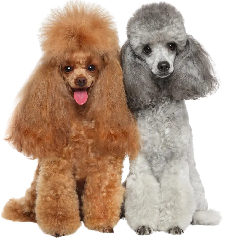 Dog grooming